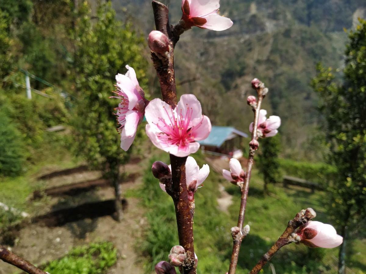 Enchanted Forest Farmstay Gangtok Exterior photo
